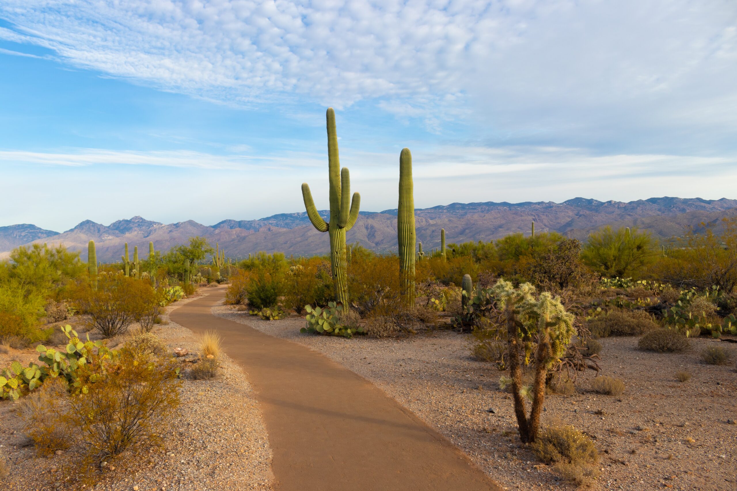 arizona-lawyer-desert-law-firm